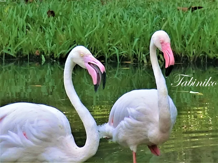 Two pink flamingos standing in shallow water with green grass in the background.