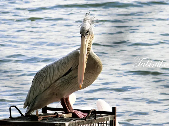 A pelican with a distinctive crest stands on a metal platform by the water, looking directly at the camera.