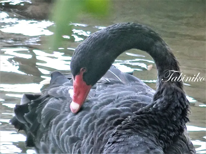 Black swan with red beak preening its feathers while floating on water.