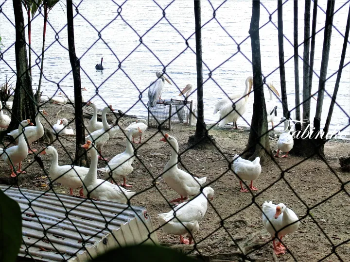 White geese and pelicans gather near a lake behind a wire fence at a Malaysian nature park.