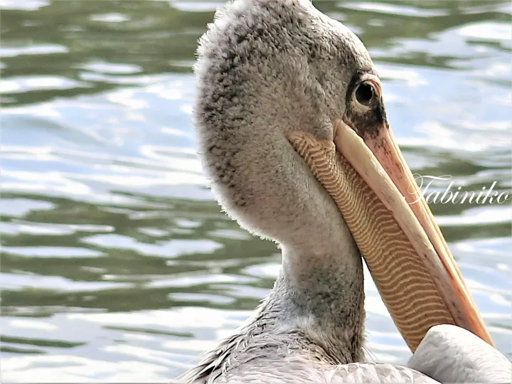 Close-up of a pelican’s head and beak with textured skin against rippling water.