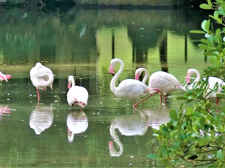 Pink flamingos standing in calm water with reflections, surrounded by green foliage.