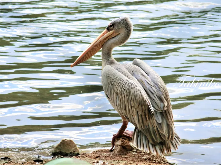 Grey pelican standing on a rock by the water with its large beak slightly open.