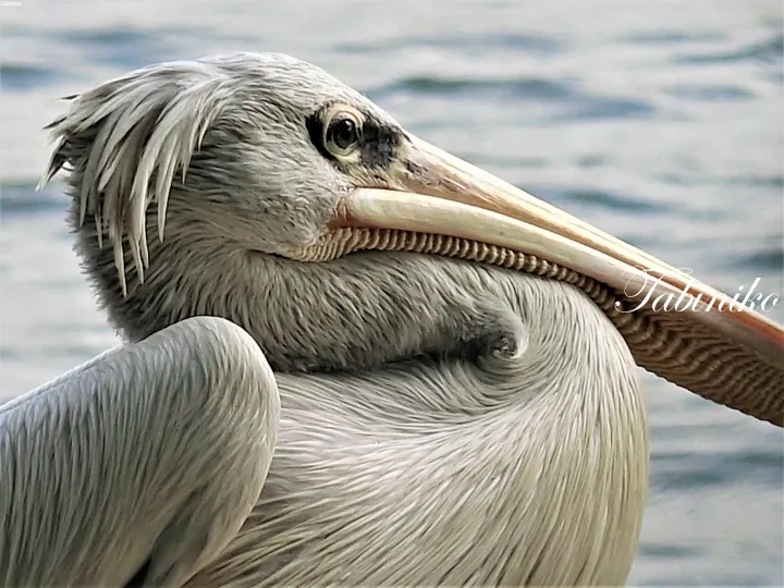 Close-up of a pelican with its beak resting on its back, showcasing detailed feathers and a calm expression.