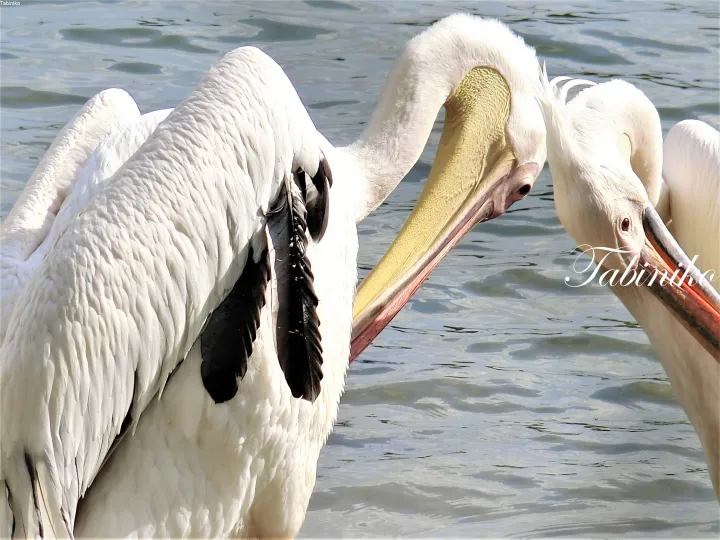 Pelicans with yellow beaks and black wing feathers swimming in water