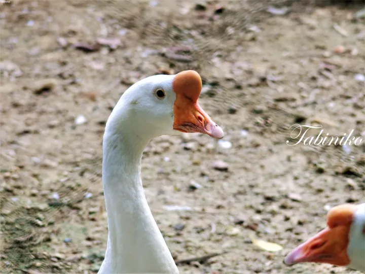 Close-up of a white goose with an orange beak and knob, standing on a grassy surface.