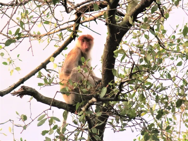 Proboscis monkey resting on a tree branch in its natural habitat, showcasing Malaysia’s unique wildlife.