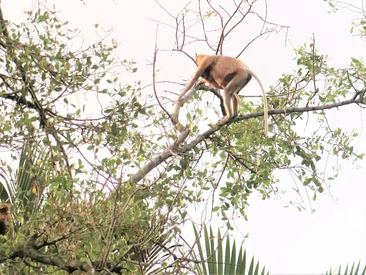 Long-tailed macaque monkey perched on a tree branch in a lush Malaysian forest.
