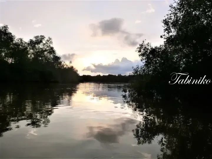 夕阳映照在宁静的河面上，周围环绕着茂密的红树林。