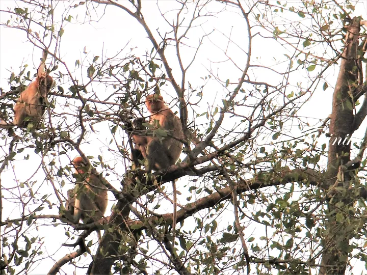 Long-tailed macaques resting on tree branches in a Malaysian forest setting.
