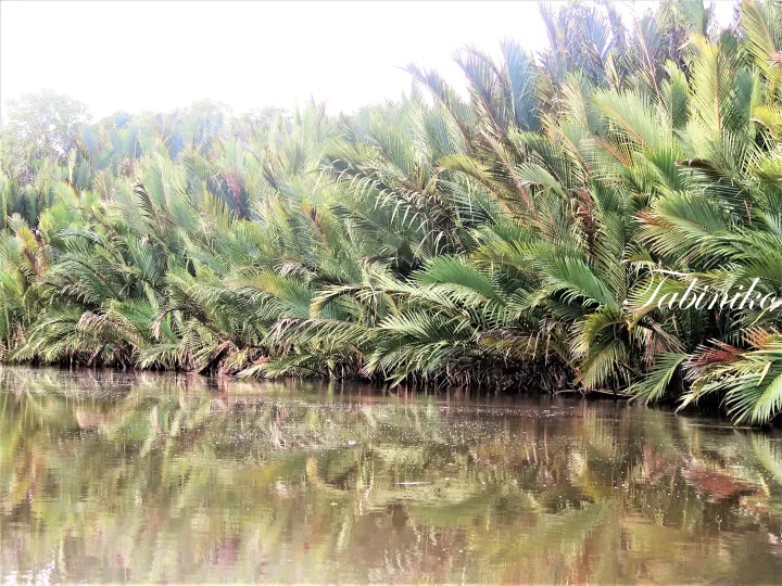 Lush palm trees lining a calm riverbank with reflections in the water, featuring a Tabiniko watermark.