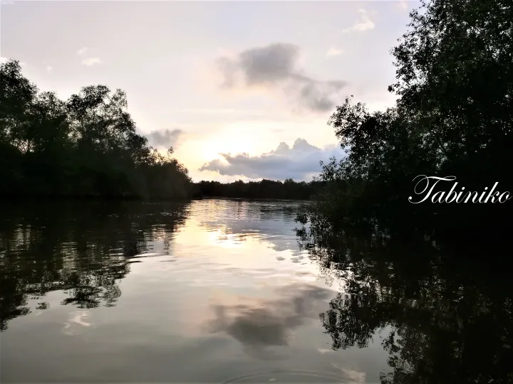 Sunset reflecting on calm river waters surrounded by lush mangrove trees along the coast.