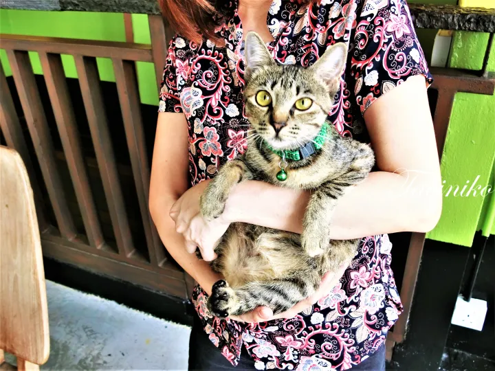 花柄のシャツを着た女性が緑色の首輪をした虎柄の猫を抱きかかえている。