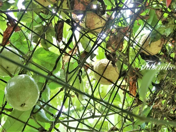 Ripe passion fruits hanging on a vine trellis, showcasing a lush garden setting.