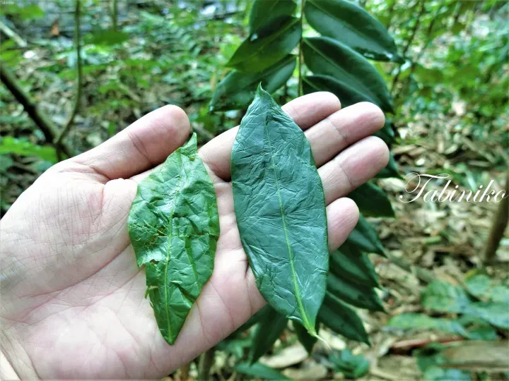 在马来西亚茂密森林背景下，手中拿着两片纹理清晰的绿叶。