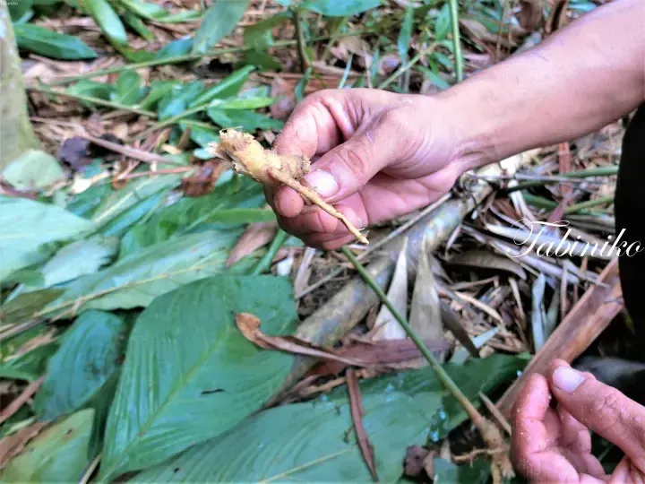 A hand holding a freshly harvested ginger root amidst lush green leaves and forest floor debris.