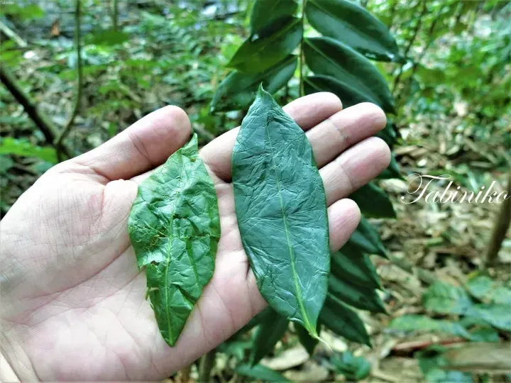 Close-up of hand holding two textured green leaves in a lush Malaysian forest setting.