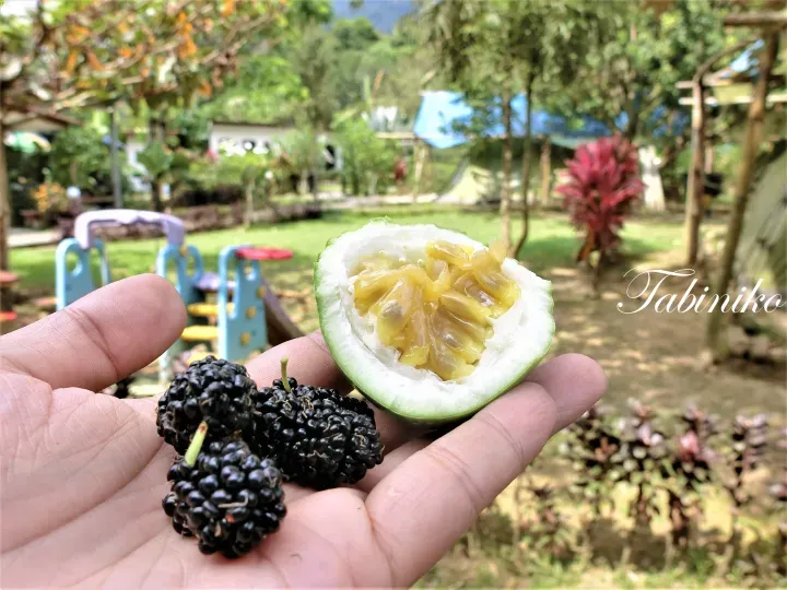 在郁郁葱葱的花园中手持新鲜桑葚和切开的绿色百香果