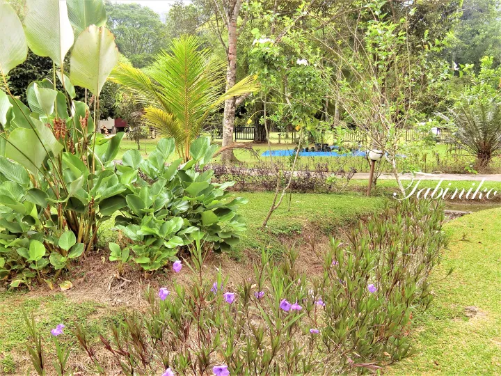 熱帯植物に囲まれたタビニコの庭園。ヤシの木や紫色の花が咲く、リゾートの静かな風景。