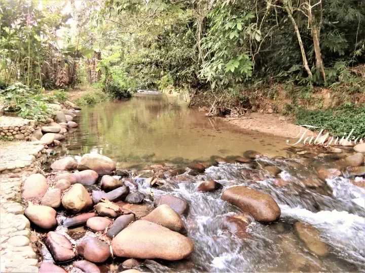 Clear stream flowing over smooth rocks in a lush tropical forest setting.