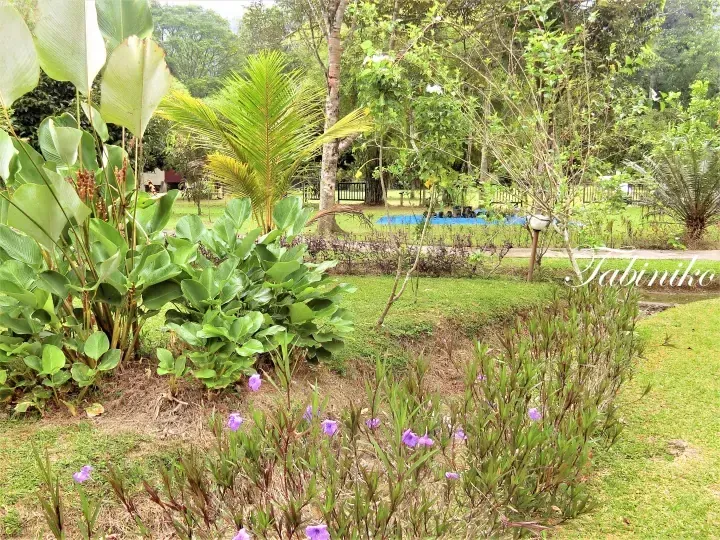 Lush tropical garden at Tabiniko featuring vibrant green foliage, palm trees, and purple flowers in a serene resort setting.