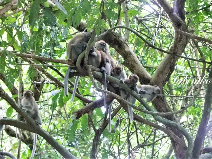 A group of long-tailed macaques resting on tree branches in a lush Malaysian forest.