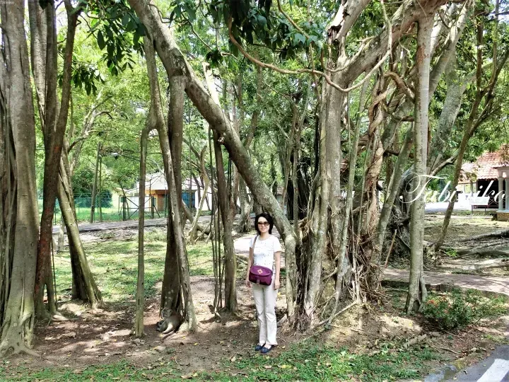 Woman posing under large banyan trees with a monkey nearby at a lush Malaysian park.