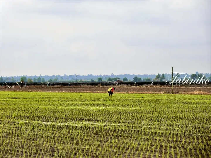 Farmer tending to young rice plants in a lush green paddy field with a distant tree line and cloudy sky.