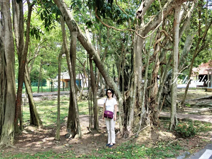 マレーシアの公園で大きなバンヤンツリーの下でポーズをとる女性と近くの猿。