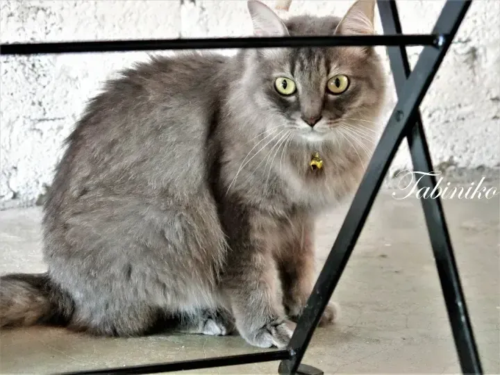 Fluffy grey cat with yellow eyes and a bell sitting under a black metal table frame