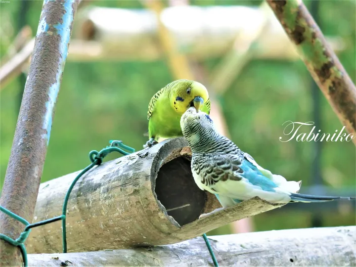 緑豊かな鳥舎の中で木製の止まり木で戯れる2羽のインコ。