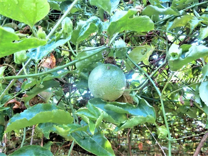 A green passion fruit hanging on a vine surrounded by lush green leaves in a tropical garden.