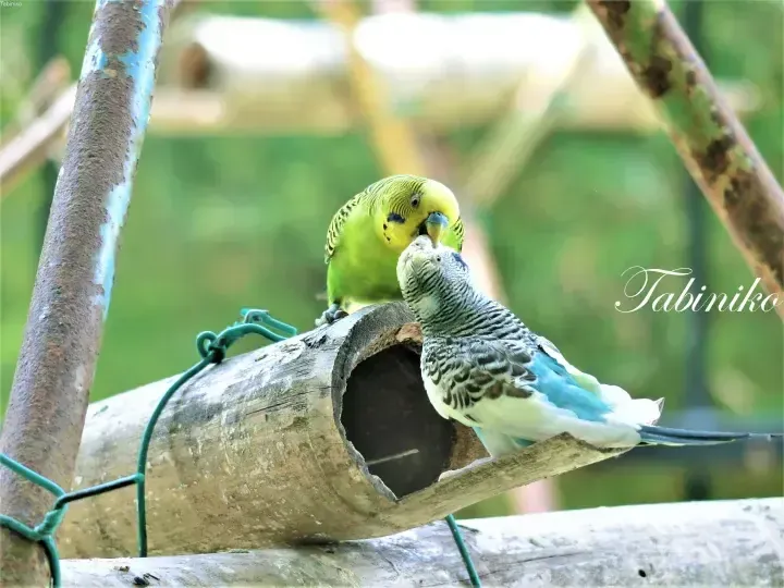 Two budgerigars interact on a wooden perch in a lush green aviary setting.