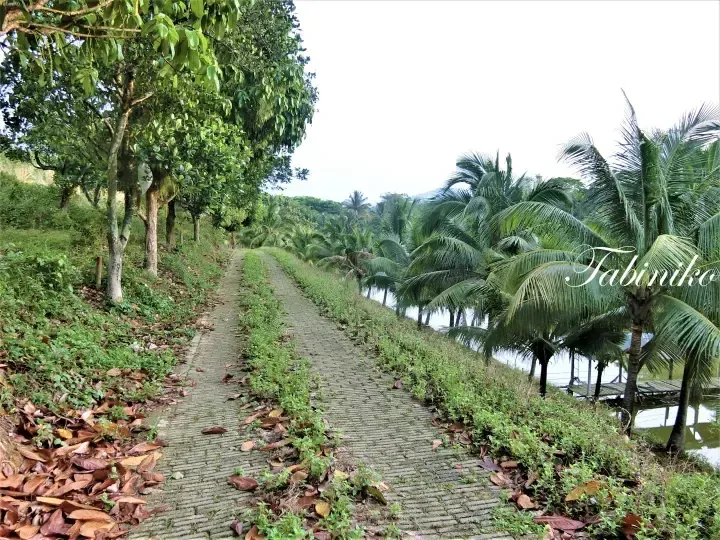 Concrete pathway winding through lush greenery and palm trees at a tropical resort in Malaysia.