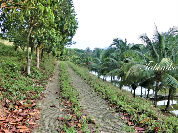 マレーシアのトロピカルリゾートにある、緑豊かな植物やヤシの木に囲まれたコンクリートの遊歩道。