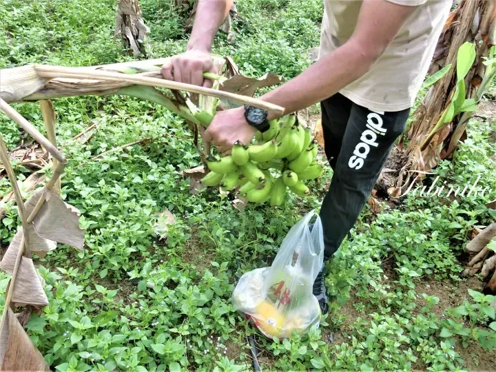 Person harvesting green bananas in a lush garden, wearing black Adidas pants and holding a plastic bag.