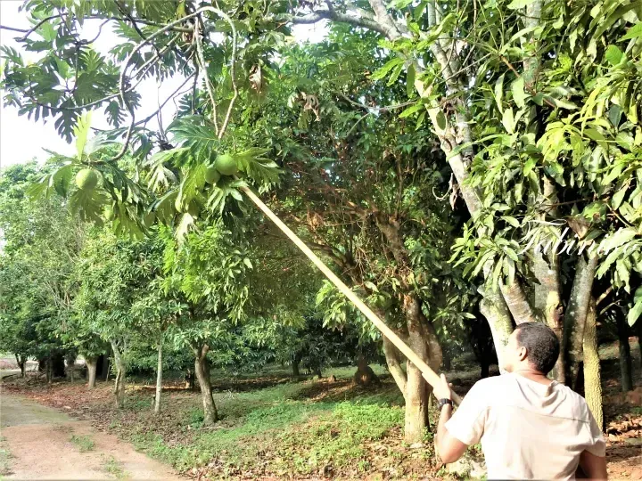 Man using a long bamboo pole to harvest breadfruit from a tree in a lush Malaysian orchard.