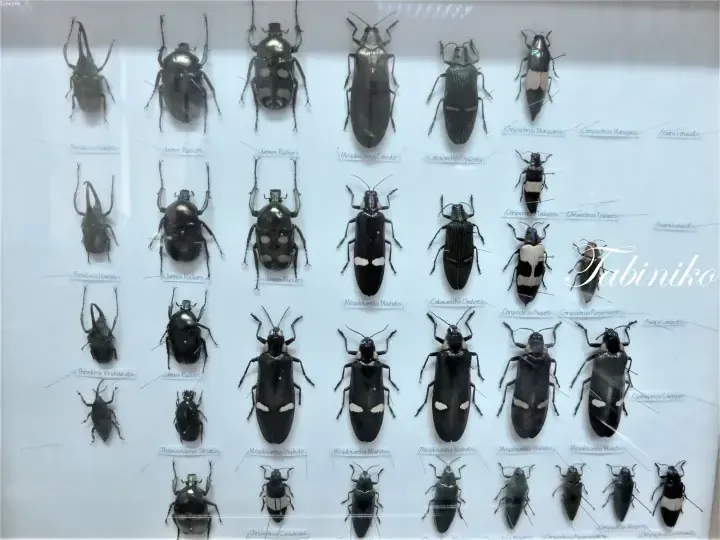 A display case featuring a collection of pinned metallic beetles and insects with descriptive labels.