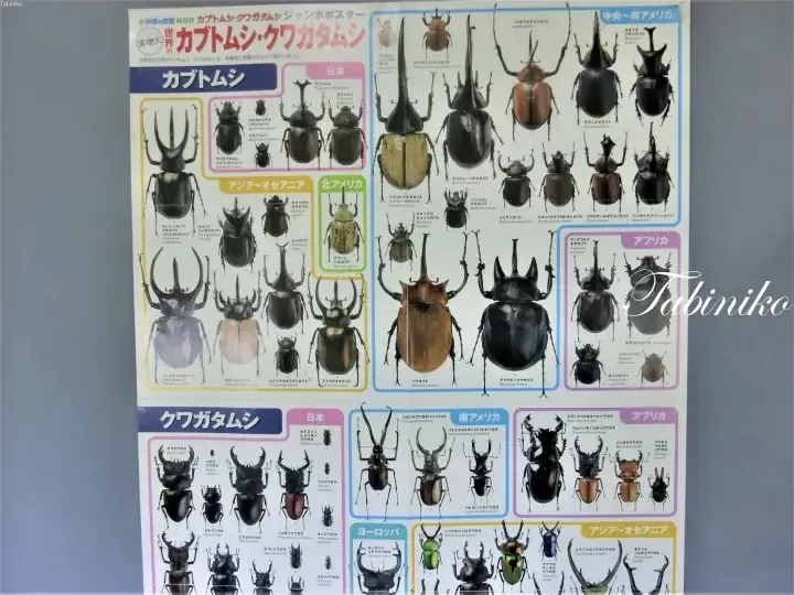 Educational poster displaying various species of rhinoceros beetles and stag beetles organized by region and size.