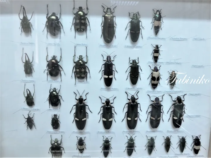金属光沢のある甲虫や昆虫の標本がラベル付きで展示されたケース。