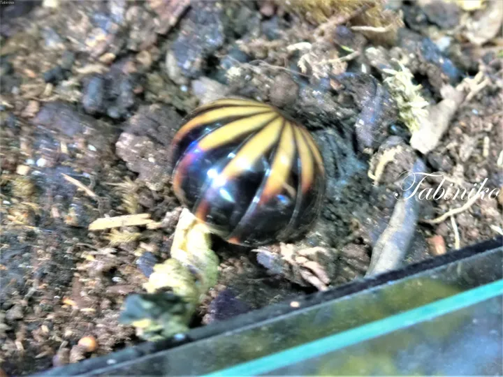 ガラスの飼育ケース内の暗い土の上で、黒と黄色の光沢のある球状に丸まったダンゴムシ。