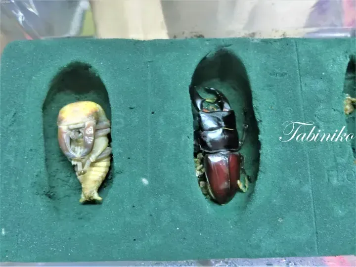A newly emerged stag beetle and its pupa resting in green floral foam compartments