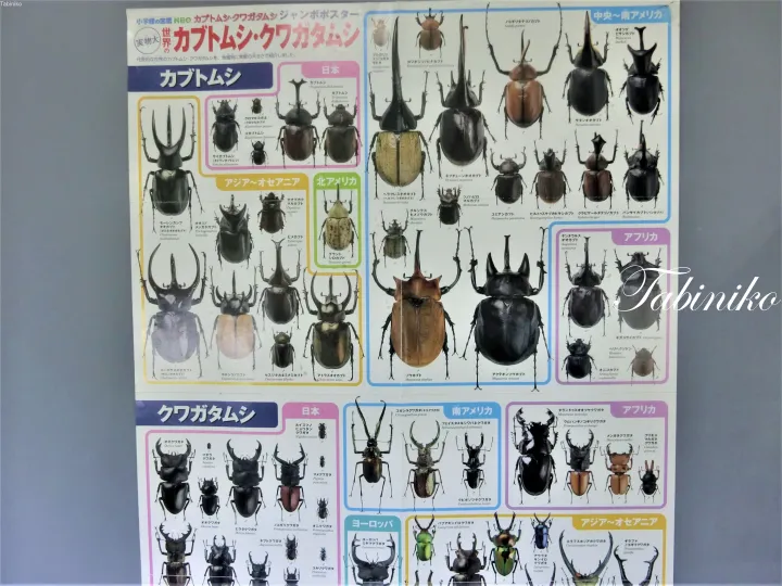 地域別に分類されたカブトムシとクワガタムの種類と実物大サイズを紹介する教育用ポスター。