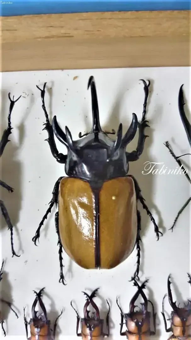 A large rhinoceros beetle with a black head and golden-brown elytra displayed among other insect specimens.
