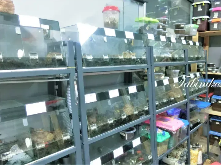 Rows of glass terrariums on metal racks housing various reptiles and invertebrates in a breeding facility.