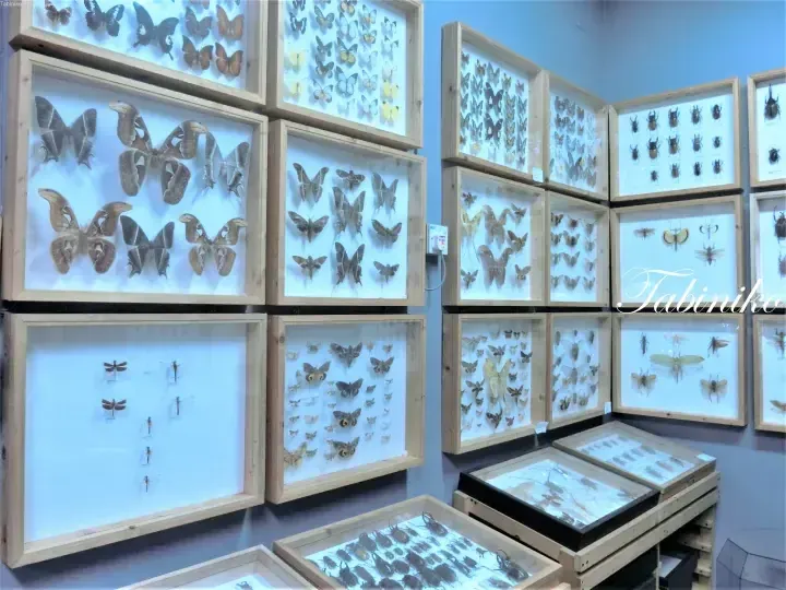 Framed butterfly and insect specimens displayed on a blue wall in a collection or museum setting.