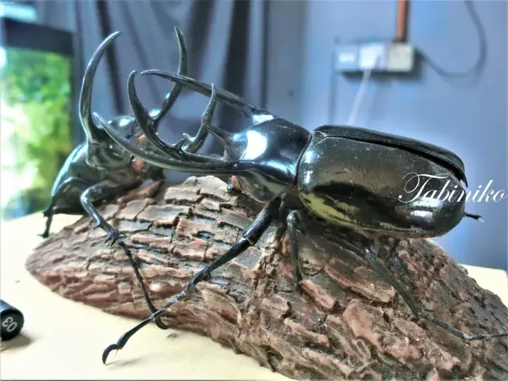 Royal Beetle [Malaysia Property] How to Make a Beetle Specimen in Malaysia