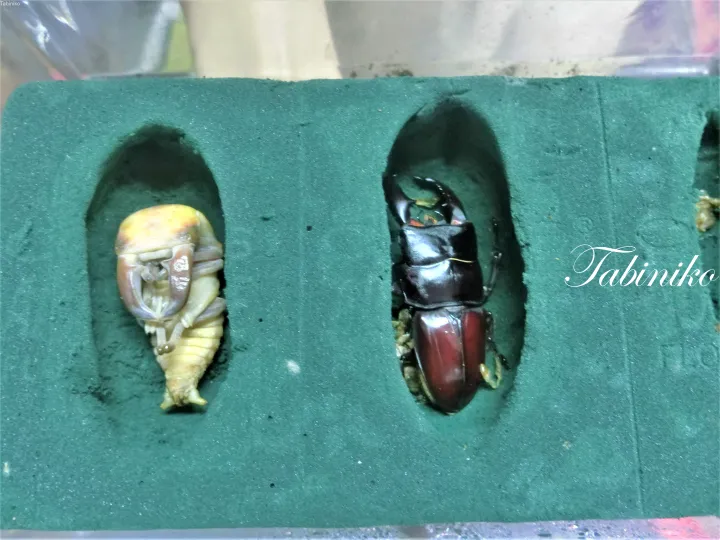 緑の発泡スチロールの窪みに収まった、羽化間近のカブトムシと蛹