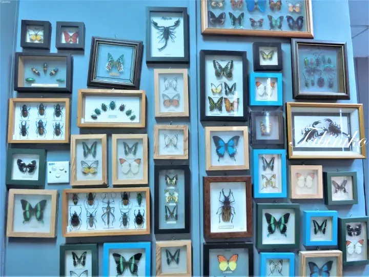 A wall display of framed insect specimens including butterflies, beetles, and a scorpion in a Malaysian collection.