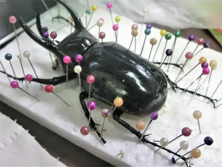 Large black rhinoceros beetle pinned on white foam board with colorful pins for display